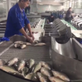 Multi-level Aquatic Product /Fish Weight Sorting Machine Weight Grader thumbnail-4
