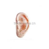 Plastic medical acupuncture ear model