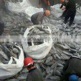 Skipjack Tuna Big Size thumbnail-2