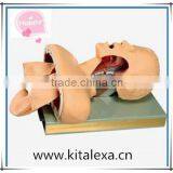 High Selling Supply of Advanced Human Tracheal Intubation Training Model thumbnail-1