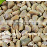 Pine Nut