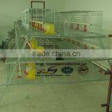 Zimbabwe Market Popular Poultry Cage Layer Chicken Cage for Sale thumbnail-2