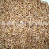 Top quality dried mealworm for koi and pond fish treat