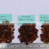 INDIAN MALAYAR RAISIN BEST RATE