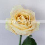 Hot Sale Fresh Cut Natural Rose Flowers From Plants Base thumbnail-1