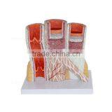 14 Times Anatomic Vascular Artery Model thumbnail-2