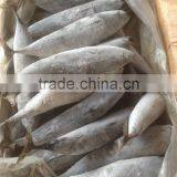 Sea Frozen Bonito Tuna thumbnail-5