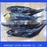 Whole Yellowfin Tuna Frozen thumbnail-1