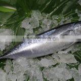 Shishi Zhengyuan Aquatic Frozen Bonito W/R thumbnail-2
