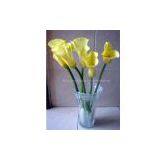 Zanthedeschia（Yellow) thumbnail-1
