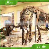 KAWAH Large Dinosaur Skeleton Fossil for Sale thumbnail-2