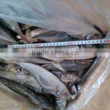 Whole Round Frozen Japanese Jack Mackerel/Trachurus Japonicus