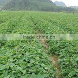 Japanese Fresh Sweet Potato thumbnail-3