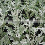 Wholesale Senecio Cineraria and Others Green Fillers and Fresh Cut Flowers With Top Quality thumbnail-4