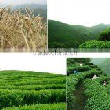 Organic Amino Acid Green Tea Anti Aging Product With Factory Price thumbnail-6