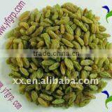 Dried Fruit Green Raisin Sultana Golden Raisn thumbnail-1