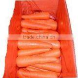 Red Carrot thumbnail-1