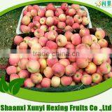 China Apple Fruit Market Prices Qinguan Apple (apple:fuji, Huaniu, Gala, Golden,qingguan, Red Star) thumbnail-1
