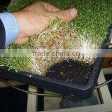 BK Conveyor Culture thumbnail-4