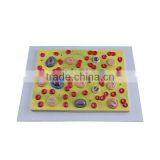 Human Body Anatomy Biological Teaching Aids Blood Cells Model thumbnail-2