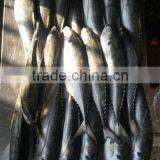 Jack Mackerel China Wholesale Fish thumbnail-2