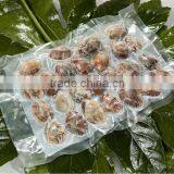 Short Necked Clam thumbnail-1