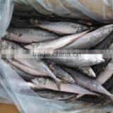 Best Price For Canning Frozen Mackerel