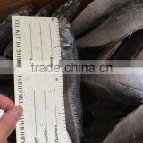 2016 New Landing Sea Frozen Horse Mackerel 20cm+ thumbnail-4