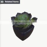 Hot Sale Miniascape of Aloe Vera Mini Plant for Office Supply thumbnail-5