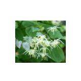 Epimedium Extract thumbnail-1