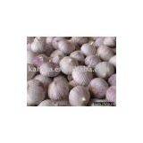 Single Clove Garlic thumbnail-1