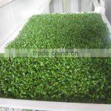 Hydroponic Sprouted Grains System for Livestock,animal,cattle,sheep thumbnail-3