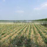 2015 100% Fresh Shallot Onion in China thumbnail-5