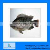 Fish Products Frozen Tilapia Supplier thumbnail-1