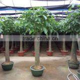 Pachira Macrocarpa Outdoor Flowering Plants for Home Garden thumbnail-4
