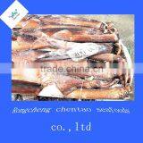 Frozen Argentina Squid