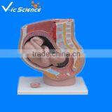 Female Sagittal Anatomical Model 4parts