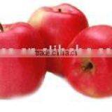 Red Star Apple
