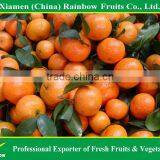 Shatang Mandarin