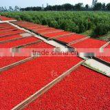 Dried Ningxia Goji Berry Organic Wolfberry Medlar Lycium Chinense Supply