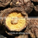 dried mushroom,dried smooth mushroom,dried brown and black smooth mushroom 01
