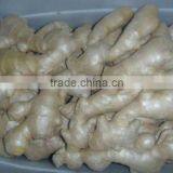 Ginger Type thumbnail-5