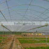 Plastic Film Covered Greenhouse For Mushroom&Roses thumbnail-2