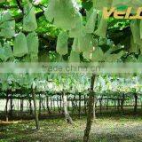 Nonwove Fabric for Grape Cover thumbnail-1