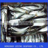 Frozen Pacificus Mackerel