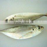 Frozen Big Eyes Horse Mackerel, Big Eyes Mackerel, Horse Mackerel ,big Eyes/small Eyes Horse Mackerel thumbnail-1