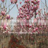 Magnolia Liliiflora (Red Magnolia)flower Trees thumbnail-2