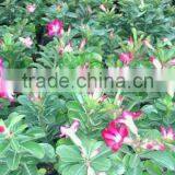 Adenium Obesum Grafted thumbnail-4