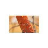 Gum Ararbic thumbnail-2