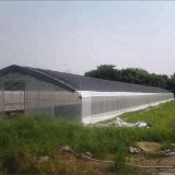 Economical Single Span Plastic Film Greenhouse with 8m Span
